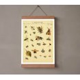 Vintage Bees Insects Species Encyclopedia Antique Illustration Poster ...