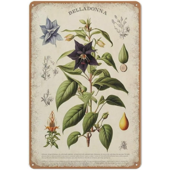 Vintage Belladonna Print, Nightshade Poster, Botanical Poster, Poisonous Plant Chart, Metal Tin Sign Wall Decor Man Cave Bar Home Decor Gifts for Mom,Dad and Friends 6X8 Inches