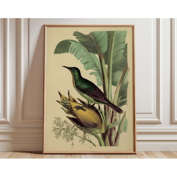 Vintage Bird Antique Natural History Tropical Green Wall Art Print, Unframed Paper Poster 24x36in