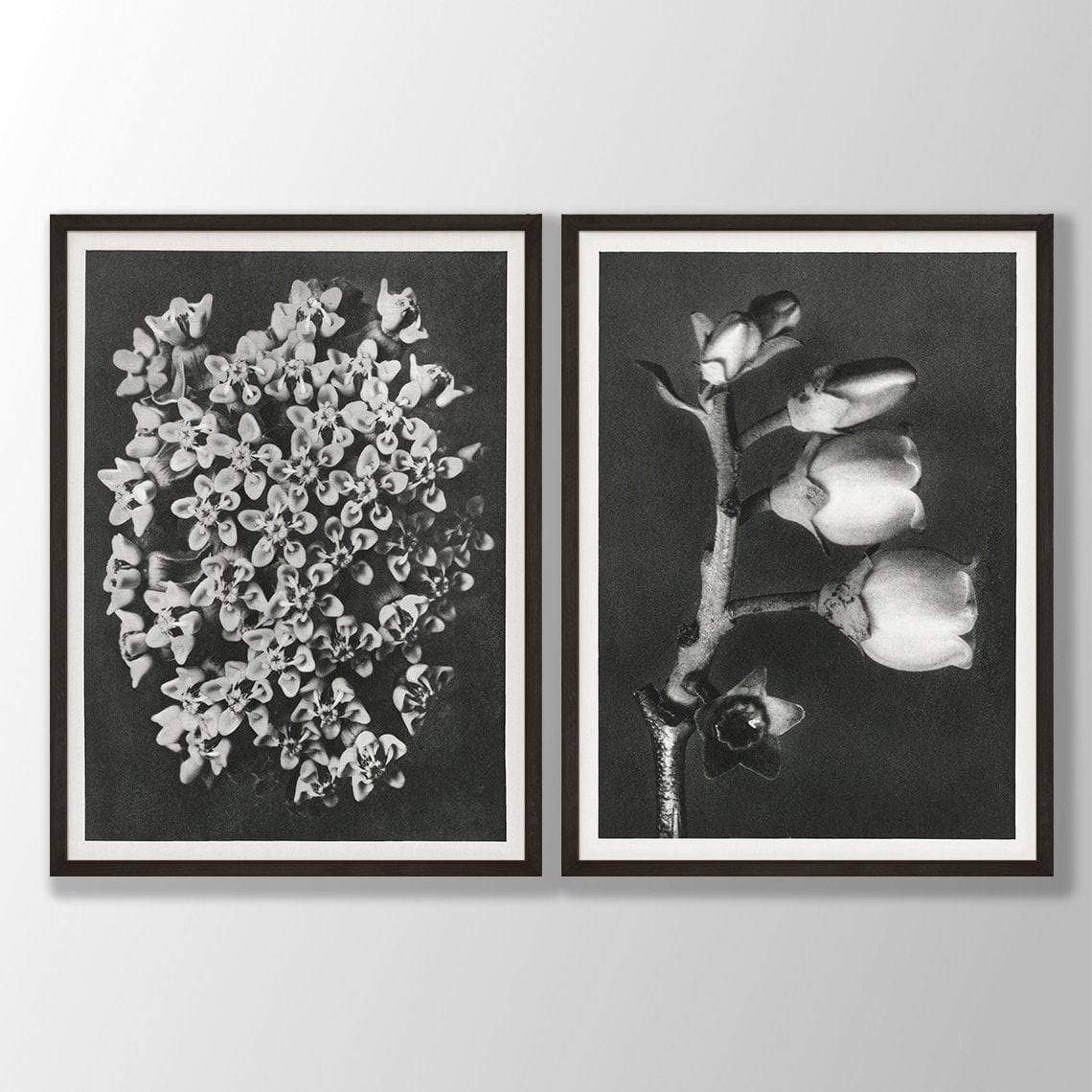 Vintage Black And White Flower Botanical Wall Art Prints, Floral Home ...