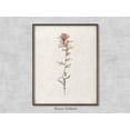 thumbnail image 1 of Vintage Botanical Art, Rustic Floral Art, Northwest Indian Paintbrush, Farmhouse Decor, Soft Deco, Art Home Decor #2185, 24x36 UNFRAMED, 1 of 3