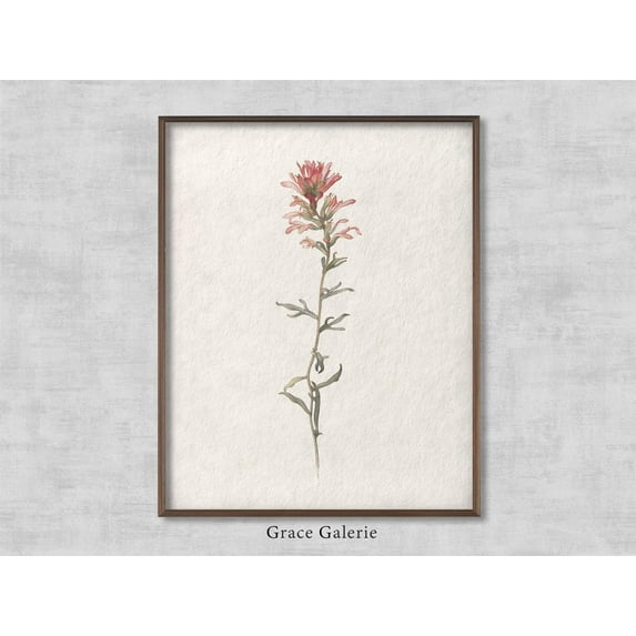 Vintage Botanical Art, Rustic Floral Art, Northwest Indian Paintbrush, Farmhouse Decor, Soft Deco, Art Home Decor #2185, 24x36 UNFRAMED