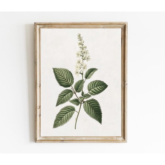 Vintage Botanical Botanical Farmhouse Wall Art Poster White Floral Botanical Minimalistic Wall Decor Poster Kitchen Wall Art Poster Art E495, Unframed Poster Size 8x12 F03.1.18l720