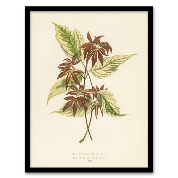 Vintage Botanical Boxelder Maple Leaves Fawcett Framed Wall Art Print 12X16"