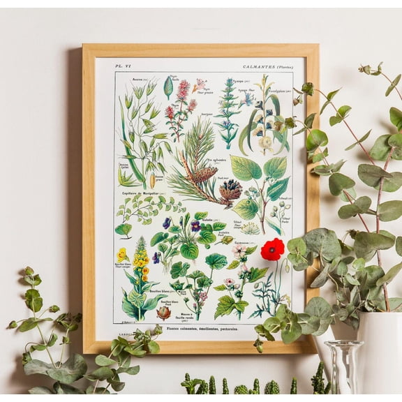 Vintage Botanical Chart Poster, Calming Plants Decor, Unframed Poster Size 8x12