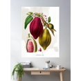 thumbnail image 1 of Vintage Botanical Cocoa Plant Poster Wall Art, Modern Wall Decor For Living Room Bedroom, 8x12 UNFRAMED, 1 of 3