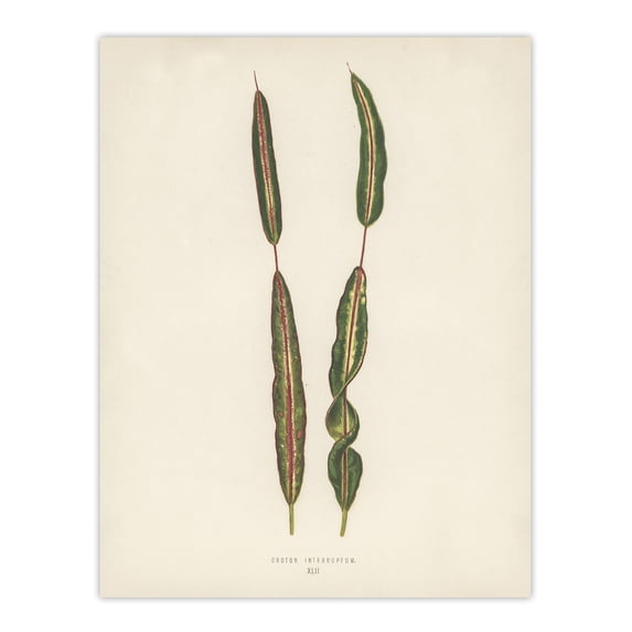 Vintage Botanical Croton Interruptum Leaf Fawcett Huge Wall Art Poster Print