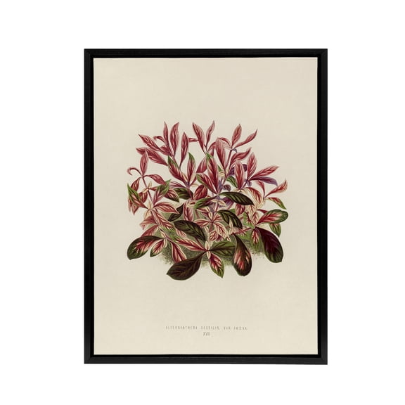 Vintage Botanical Dwarf Copperleaf Fawcett Black Framed Canvas Wall Art 24x32"