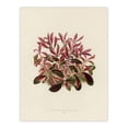 thumbnail image 1 of Vintage Botanical Dwarf Copperleaf Fawcett Huge Wall Art Print 18X24 In, 1 of 4