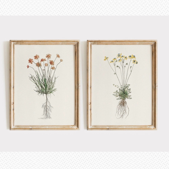 Vintage Botanical Floral Root Poster Set 2 Prints Set 2 , Poster Only 8x12