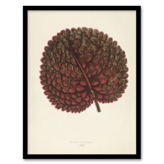 Vintage Botanical Gesnera Exoniensis Leaf Fawcett Framed Wall Art Print 12X16"
