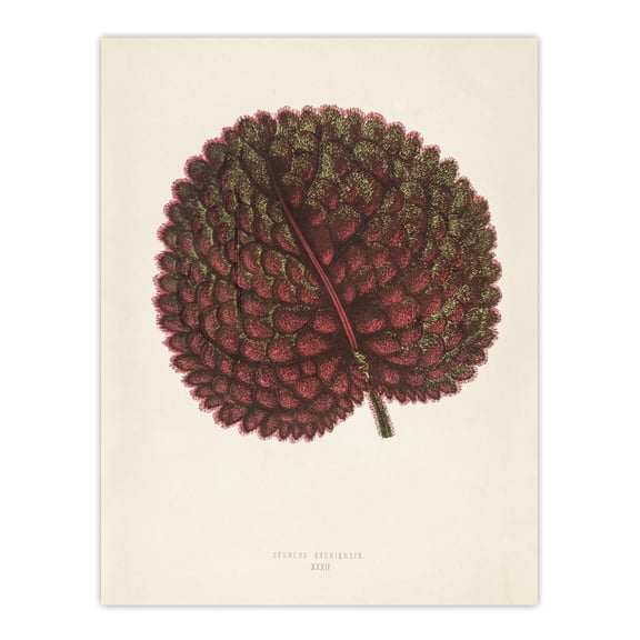 Vintage Botanical Gesnera Exoniensis Leaf Fawcett Wall Art Poster Print