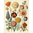 thumbnail image 1 of Vintage Botanical Illustration Ernst Haeckel Style Plant Study Modern Watercolour Painting Unframed Wall Art Print Poster Home Decor Premium, 1 of 4