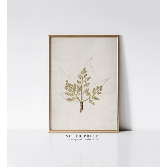 Vintage Botanical Leaf Neutral Unframed Paper Print