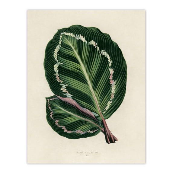 Vintage Botanical Maranta Calathea Leaves Fawcett Huge Wall Art Poster Print