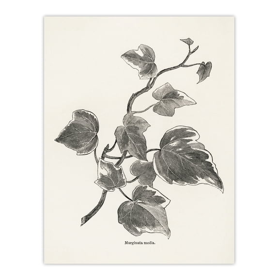 Vintage Botanical Marginata Ivy Hibberd Wall Art Poster Print