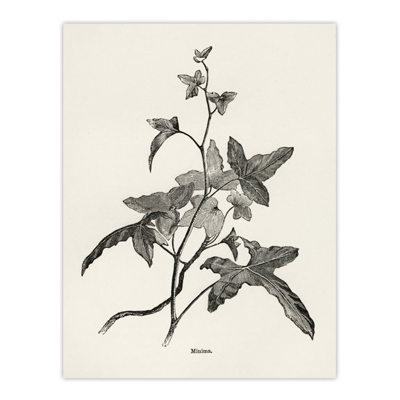 Vintage Botanical Minima Ivy Shirley Hibberd Wall Art Poster Print