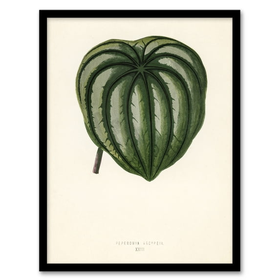 Vintage Botanical Pepper Elder Leaf Fawcett Framed Wall Art Print A4