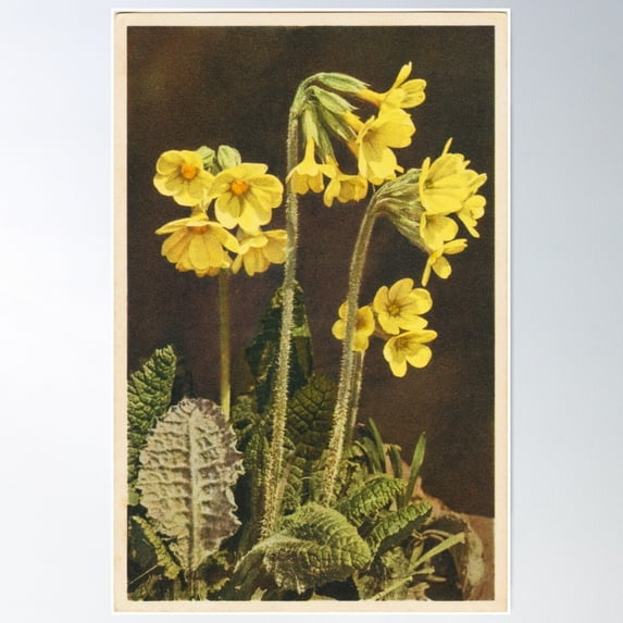 Vintage Botanical Postcards: Primula Elatior (True Oxlip) Poster Wall Art, Modern Wall Decor For Living Room Bedroom, 24x36 UNFRAMED