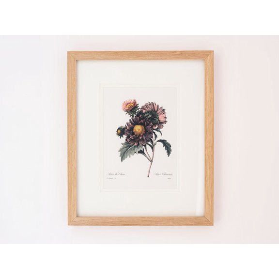 Vintage Botanical Print, Aster Flower Engraving, Unframed Paper Poster 8x10in