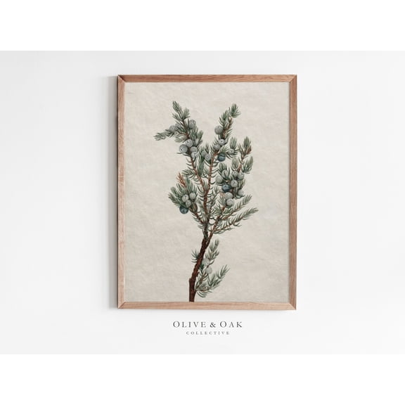 Vintage Botanical Print, Winter Tree Branch Drawing, Unframed Paper Poster 8x10in