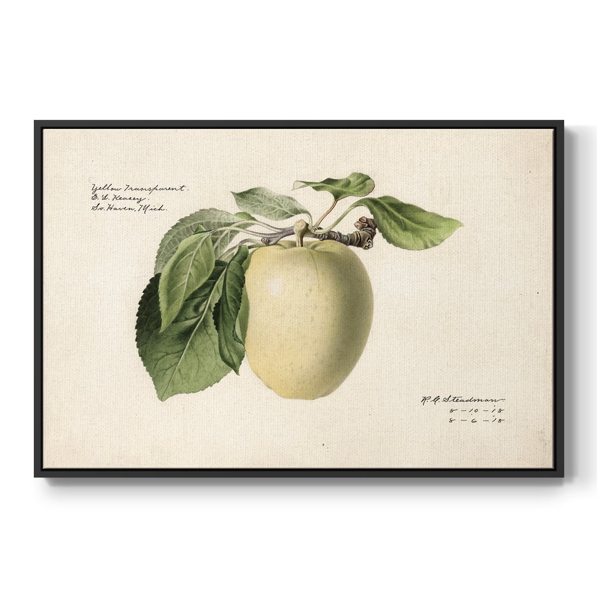 Vintage Botanical Print-XLV By Wexford Home Framed in Black Wood Gallery Wrapped Canvas 27 in. x 41 in.