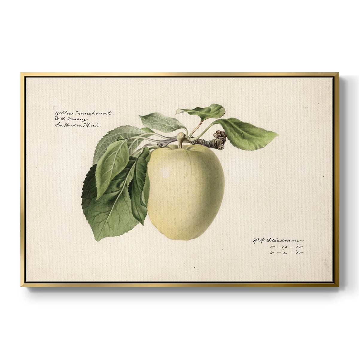 Vintage Botanical Print-XLV By Wexford Home Framed in Gold Wood Gallery Wrapped Canvas 17 in. x 25 in.