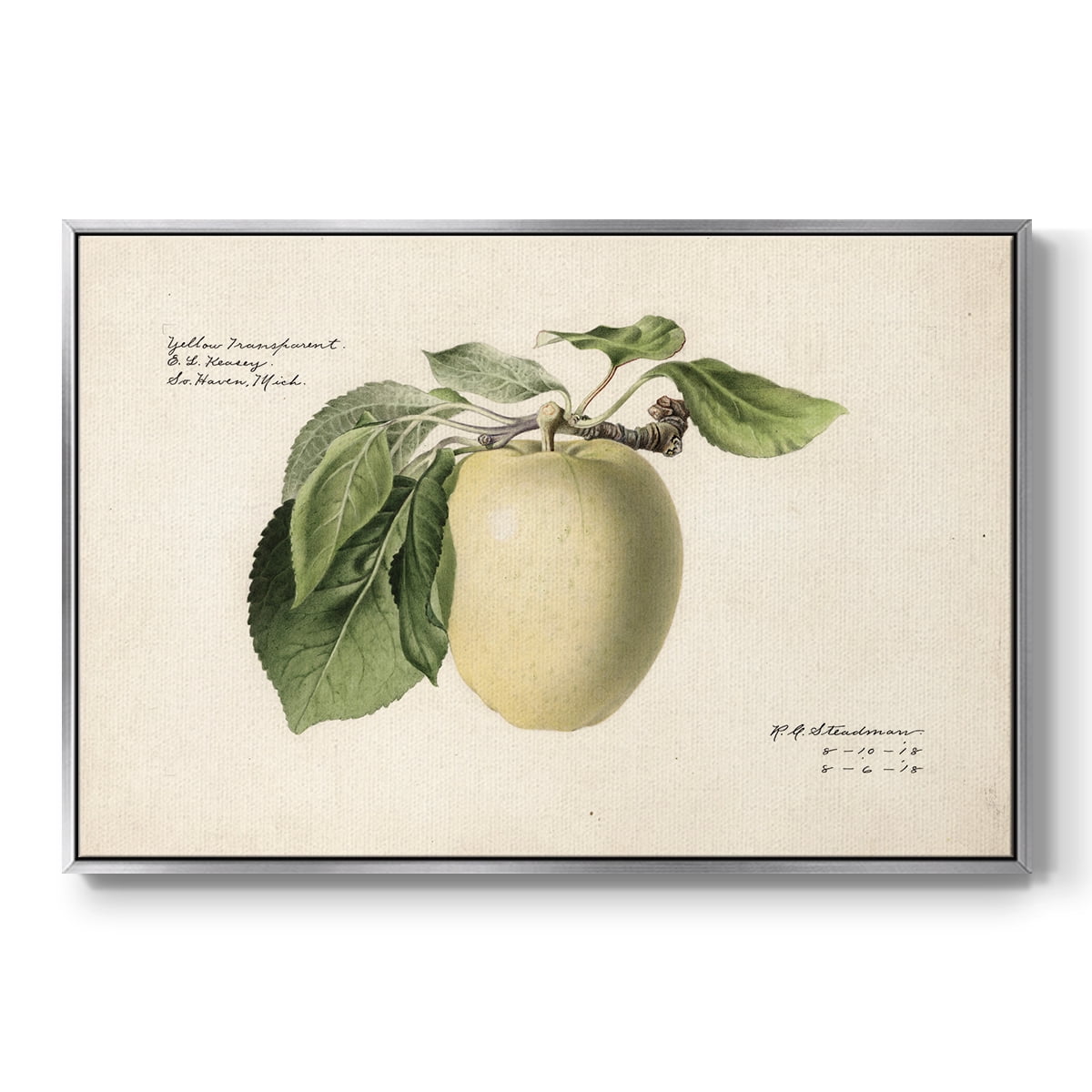 Vintage Botanical Print-XLV By Wexford Home Framed in Silver Wood Gallery Wrapped Canvas 17 in. x 25 in.