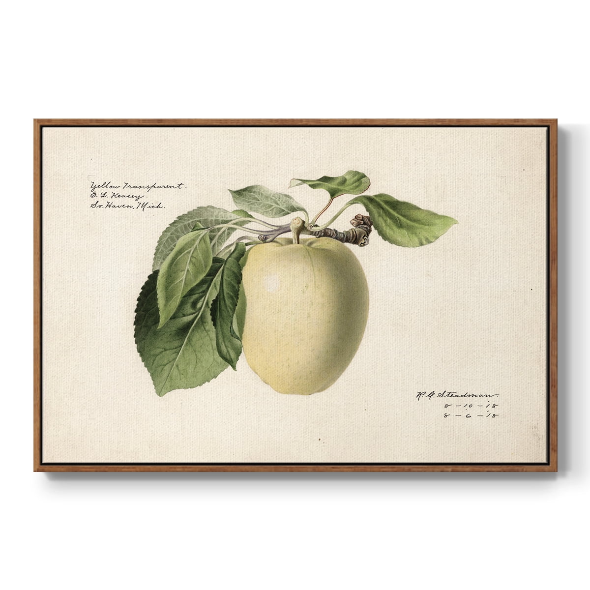 Vintage Botanical Print-XLV By Wexford Home Framed in Walnut Wood Gallery Wrapped Canvas 27 in. x 41 in.