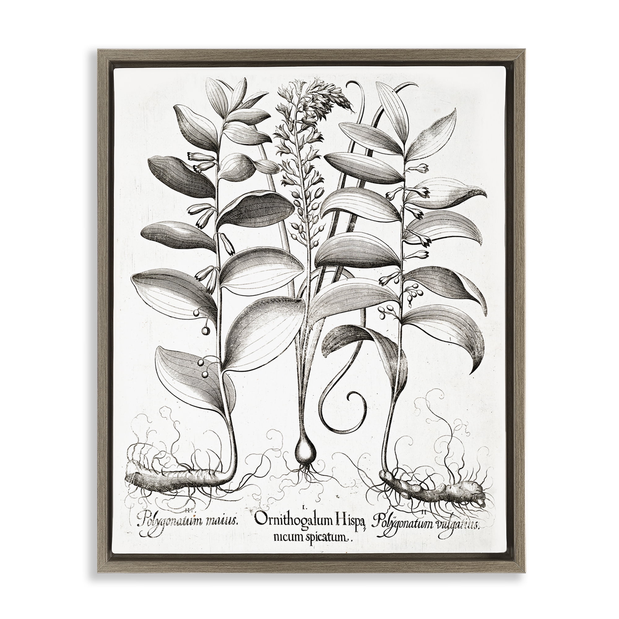 Vintage Botanical Root Study Brown Framed Floater Canvas Wall Art, design by Lettered and Lined