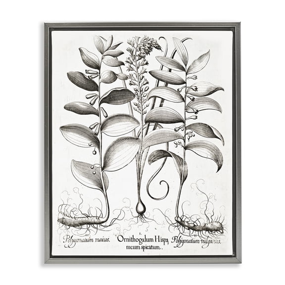 Vintage Botanical Root Study Gray Framed Floater Canvas Wall Art, design by Lettered and Lined