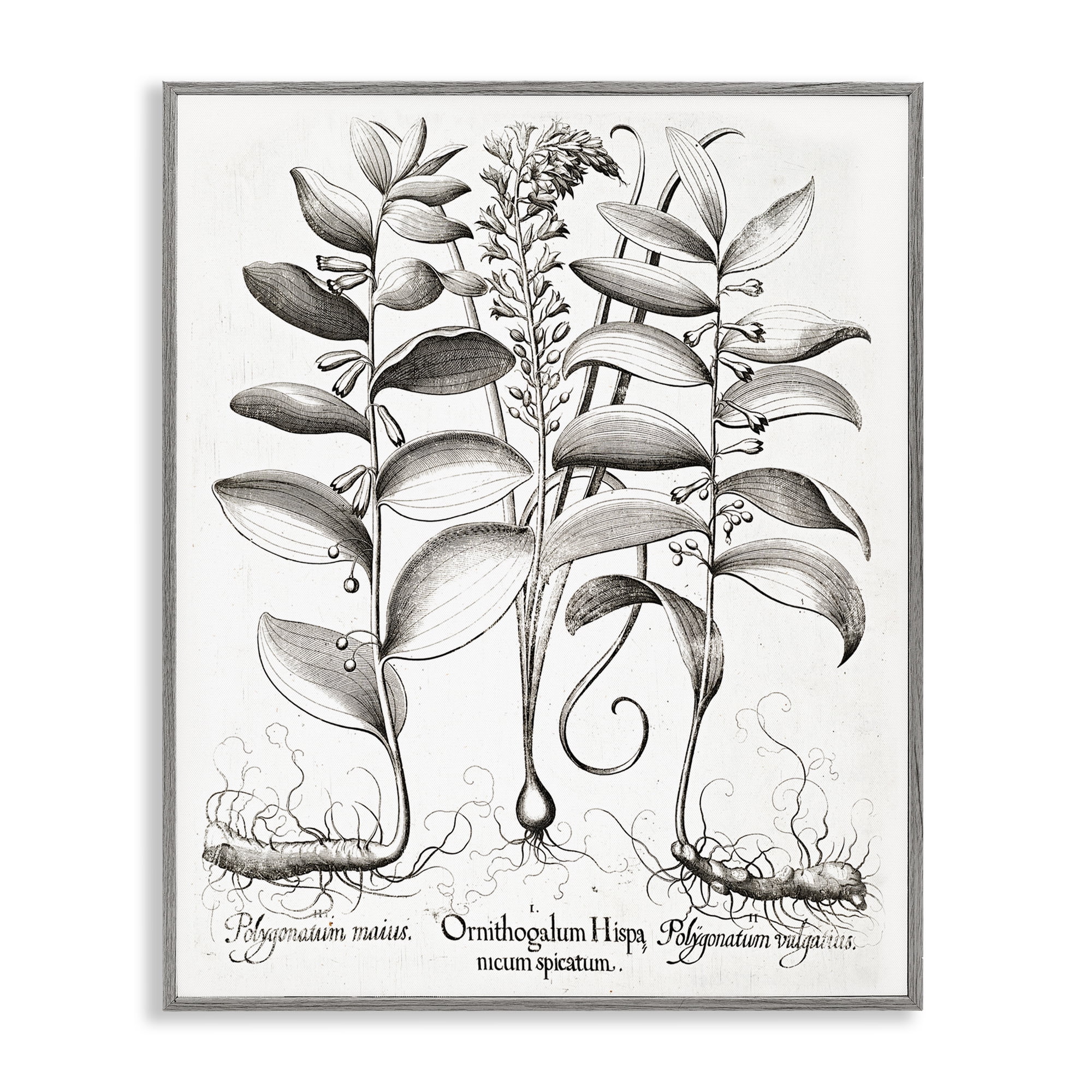 Vintage Botanical Root Study Gray Framed Giclee Art, design by Lettered and Lined