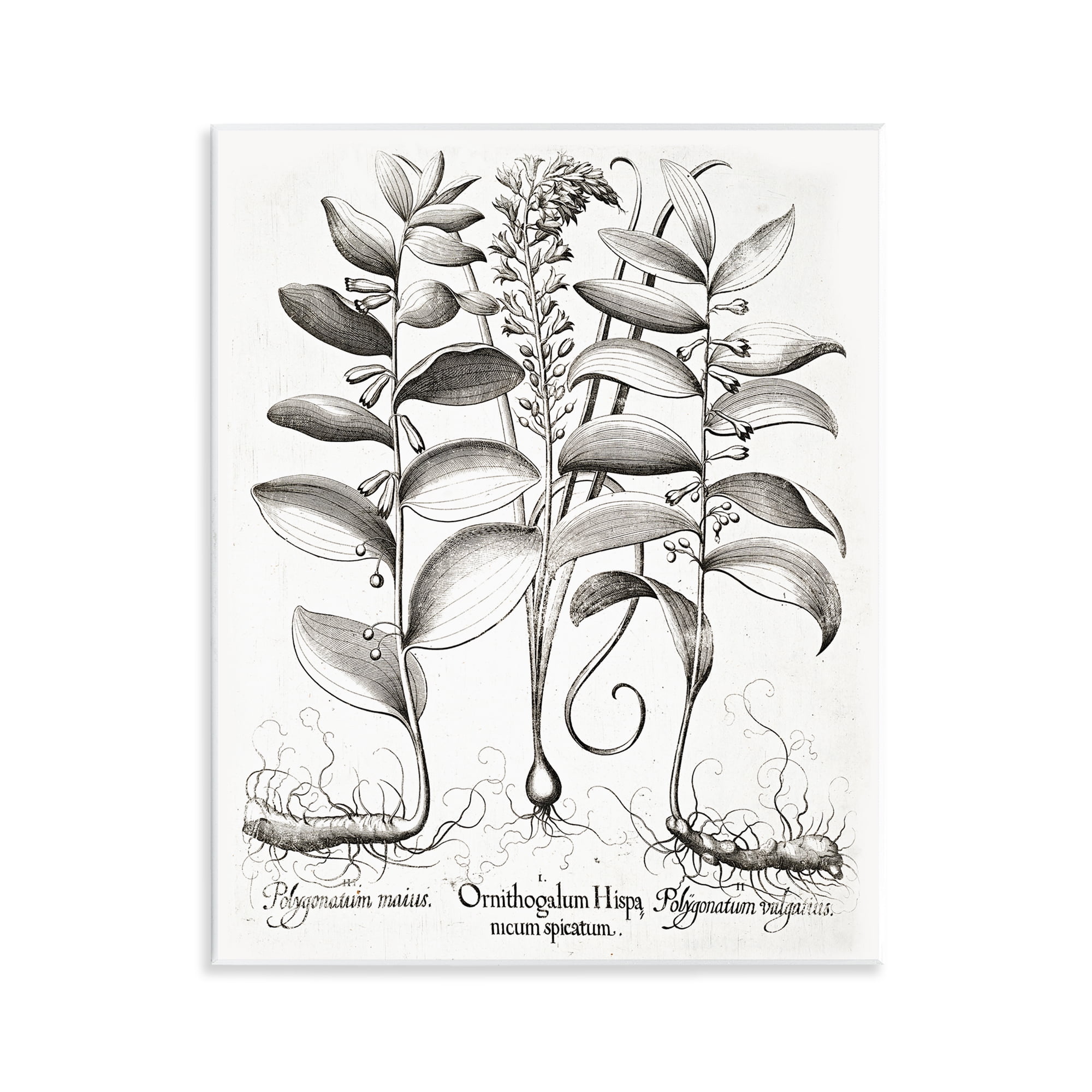 Vintage Botanical Root Study Wall Plaque Art, design by Lettered and Lined