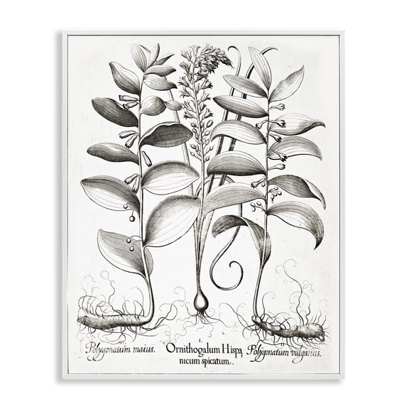 Vintage Botanical Root Study White Framed Giclee Art, design by Lettered and Lined