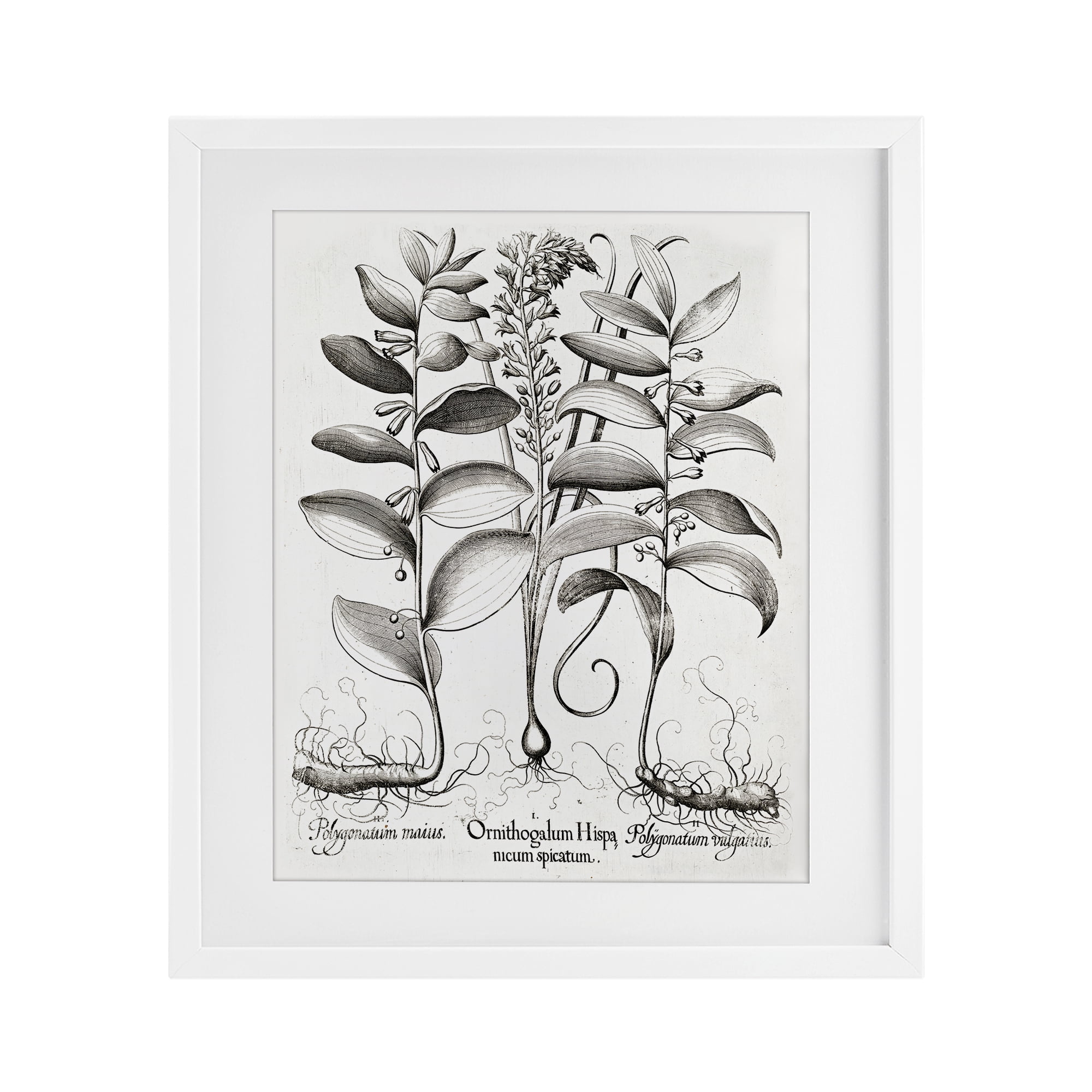 Vintage Botanical Root Study White Framed Print Under Glass, design by Lettered and Lined