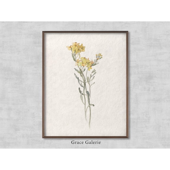 Vintage Botanical, Rustic Floral Art, Vintage Flower, Farmhouse Decor, American Wildflower With Yellow Blossoms, Art Home Decor #2182, 12x18 UNFRAMED