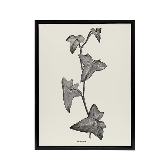Vintage Botanical Sagittifolia Ivy Hibberd Black Framed Canvas Wall Art 12x16"