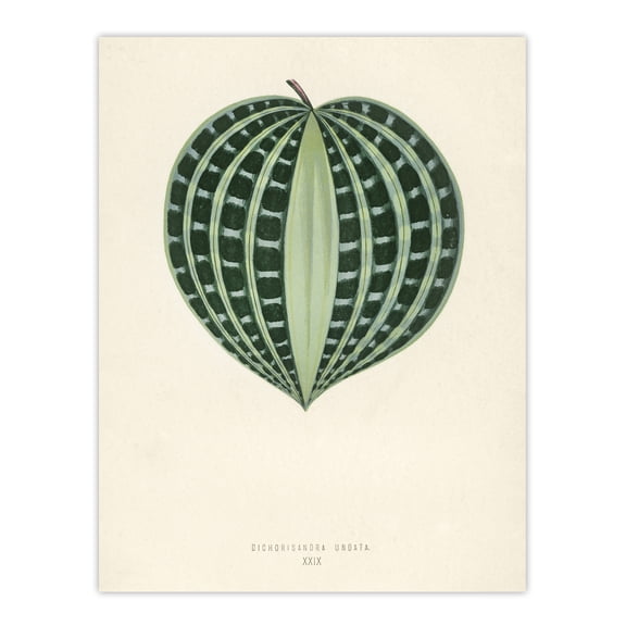 Vintage Botanical Seersucker Plant Leaf Fawcett Huge Wall Art Poster Print