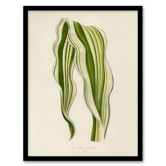 Vintage Botanical Striped Maize Corn Leaf Fawcett Framed Wall Art Print 12X16"