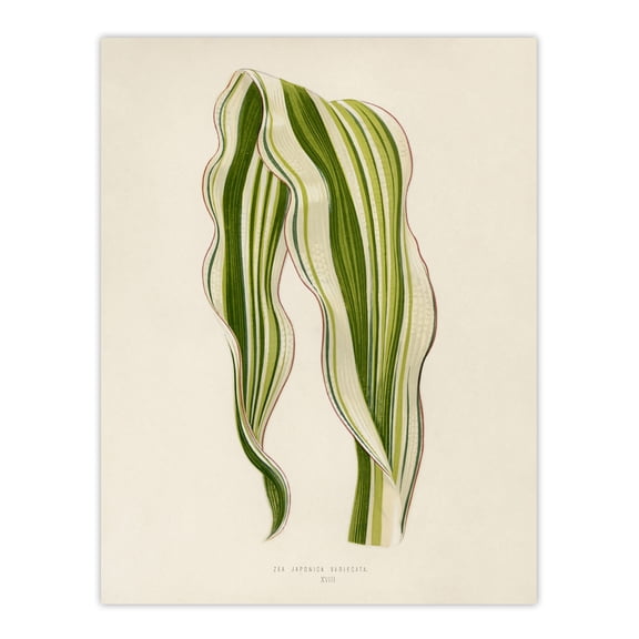 Vintage Botanical Striped Maize Corn Leaf Fawcett Wall Art Poster Print