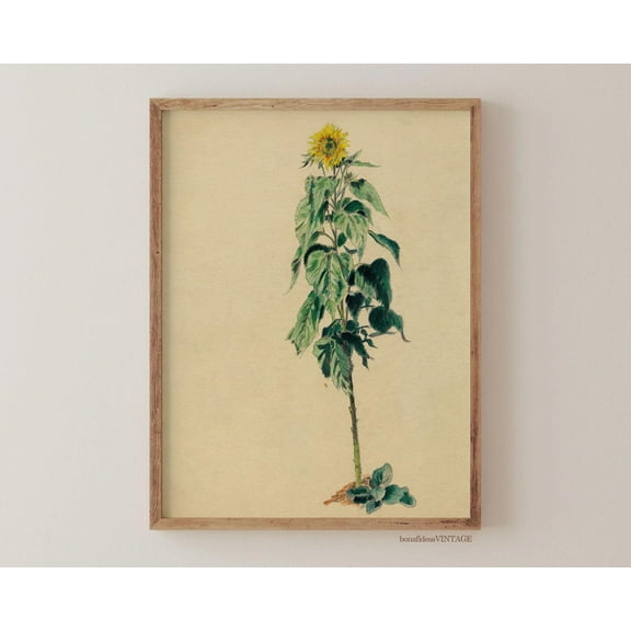 Vintage Botanical Sunflower Print Poster, Rustic Farmhouse Home Decor, Nature Drawing Poster Warm Present Vintage UNFRAMED Poster Size 8x12