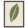 thumbnail image 1 of Vintage Botanical Tiger Plant Leaf Fawcett Framed Wall Art Print 12X16", 1 of 4