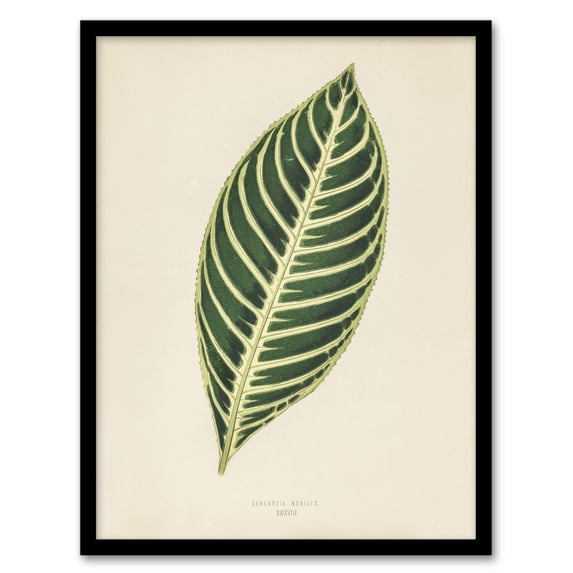 Vintage Botanical Tiger Plant Leaf Fawcett Framed Wall Art Print 12X16"