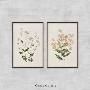 Vintage Botany Gallery Wall Art, Set of 2, Rode en witte Viscaria of Pekanjer, Epidendrum Polyanthum, , Poster Only