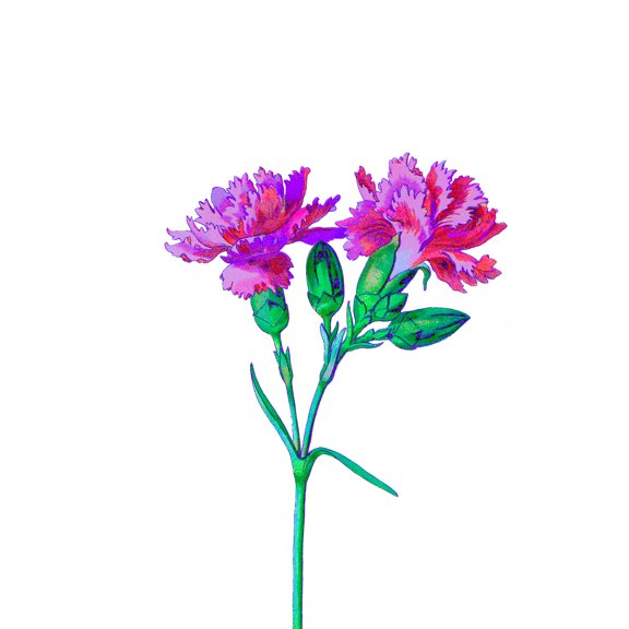 Vintage Bright Botanicals Carnation Large Wall Art Print