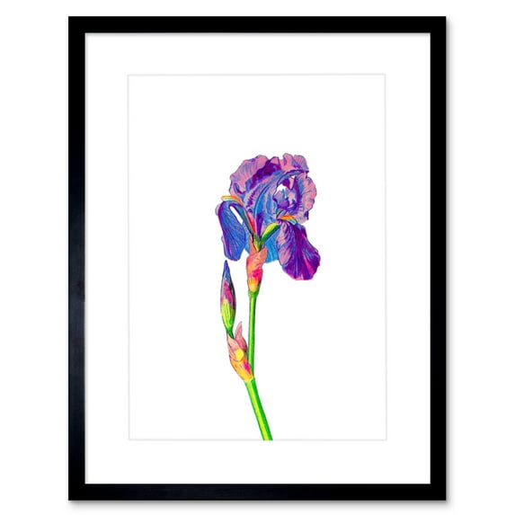 Vintage Bright Botanicals Iris Framed Wall Art Print