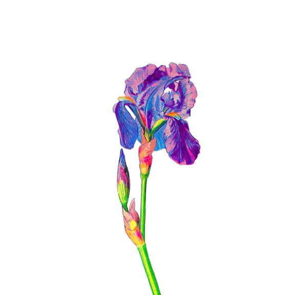 Vintage Bright Botanicals Iris Large Wall Art Print