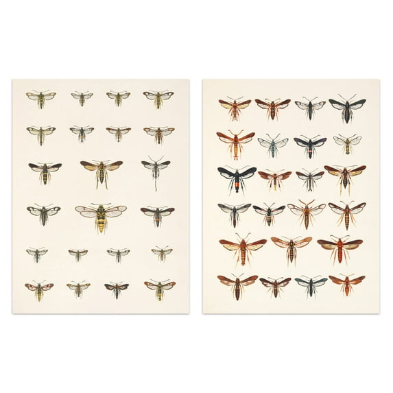 Vintage Bug Insects Butterflies Moths Set Of 2 Unframed Wall Art Prints Bathroom Bedroom Aesthetic Retro Historical 12X16 Inch