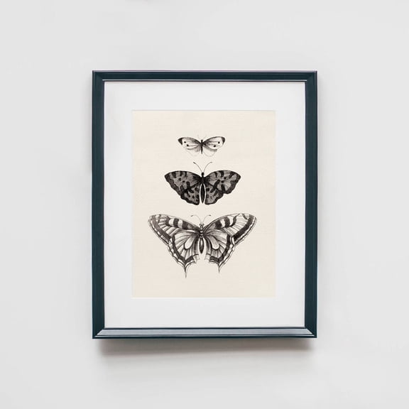 Vintage Butterflies Wall Print Butterfly Illustration Butterfly Art Work Biology Vintage Collection