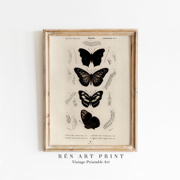 Vintage Butterfly Chart Art Poster Antique Insect Study Design1 Poster, Unframed Size 8x12